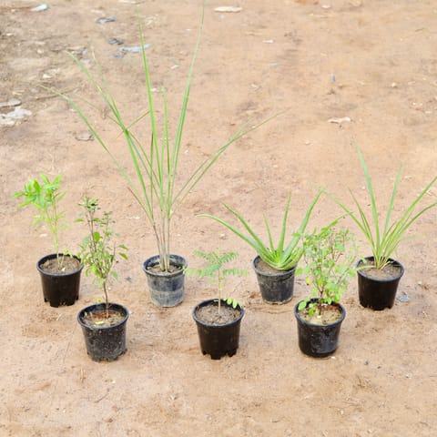 Set of 7 - Medicinal Plant - Sweet Basil, Shyama Tulsi, Lemon Grass, Curry Leaf, Alovera, Rama Tulsi & kapoor tulsi in 6 Inch Nursery Pot