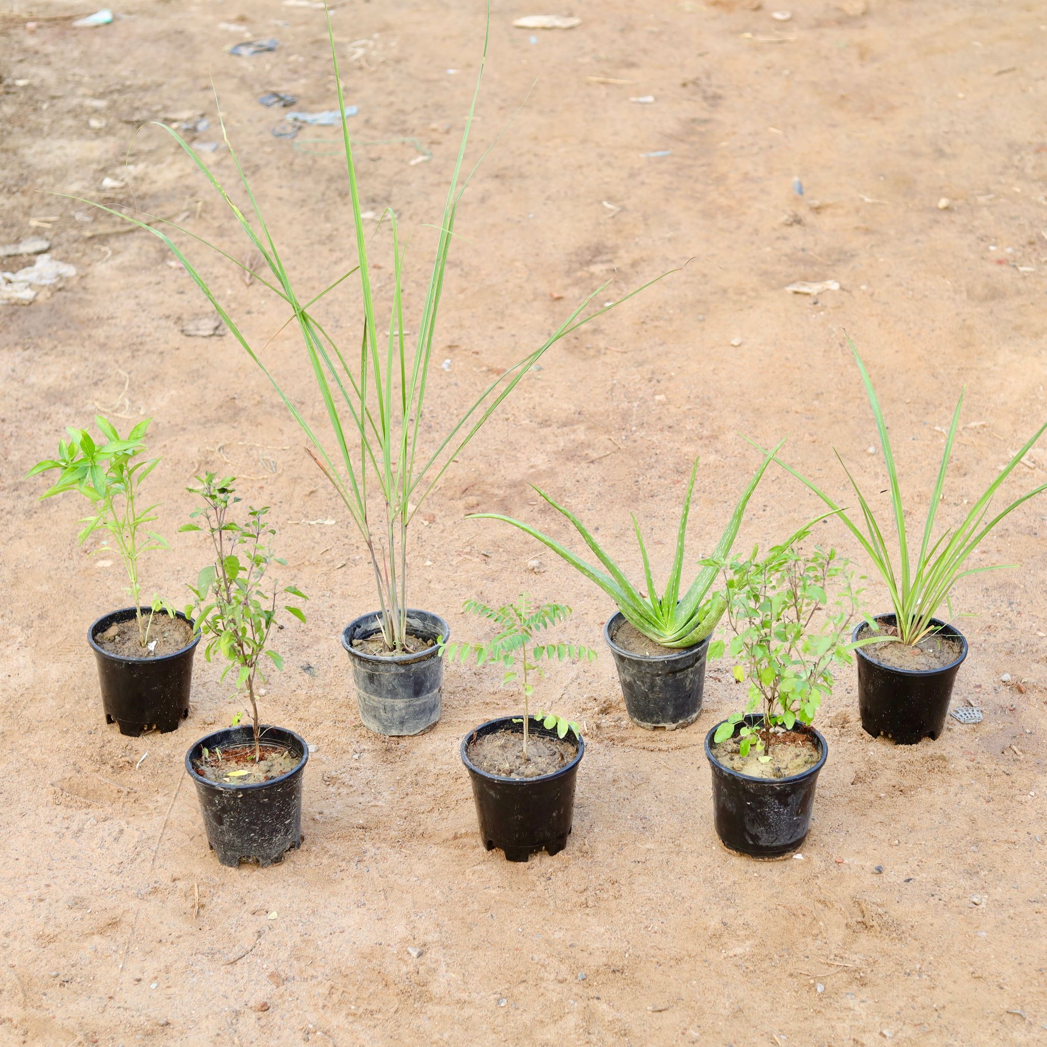 Set of 7 - Medicinal Plant - Sweet Basil, Shyama Tulsi, Lemon Grass, Curry Leaf, Alovera, Rama Tulsi & kapoor tulsi in 6 Inch Nursery Pot
