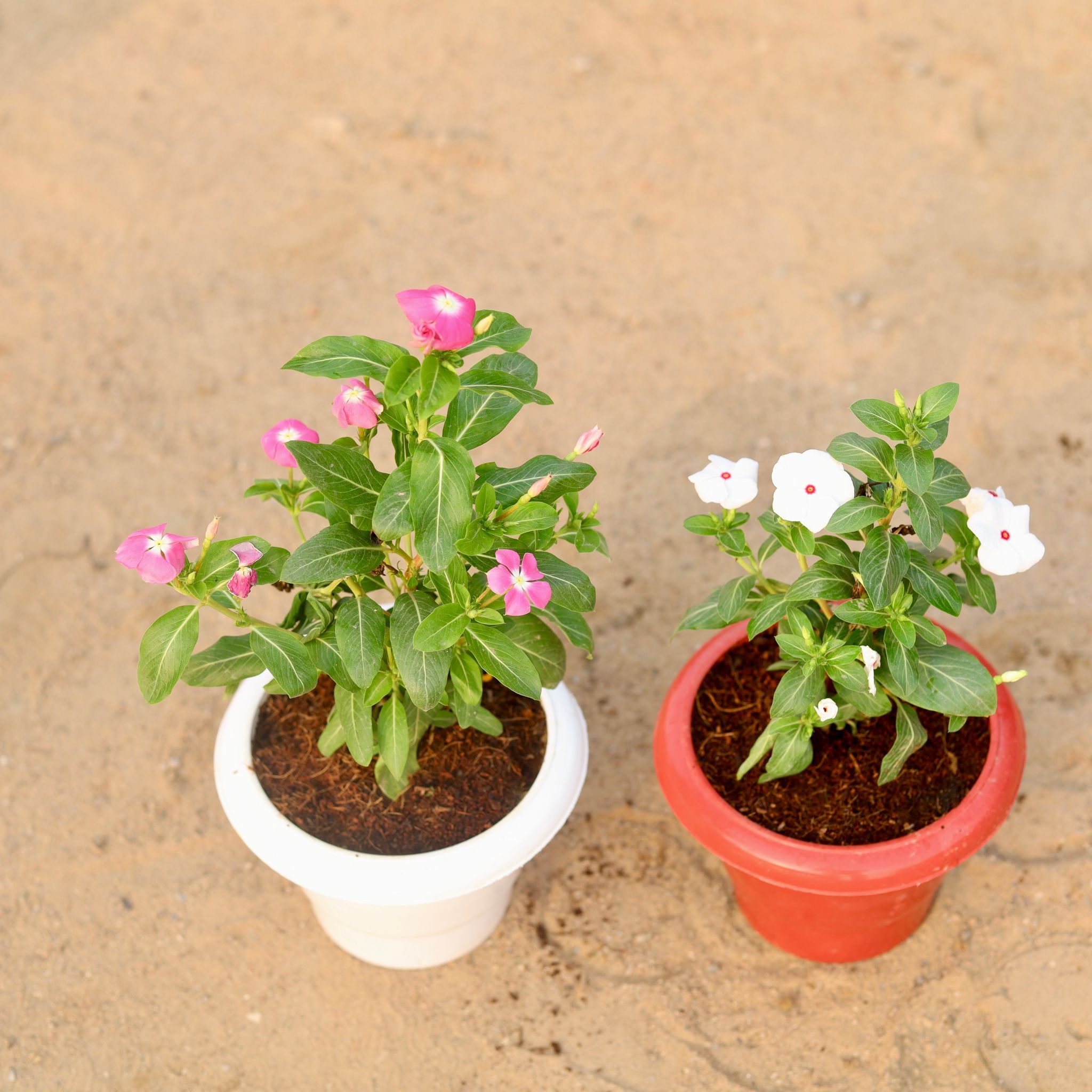 Set of 2 - Vinca / Periwinkle / Sadabahar Hybrid (any colour) in 6 Inch Classy Plastic Pot (any colour)