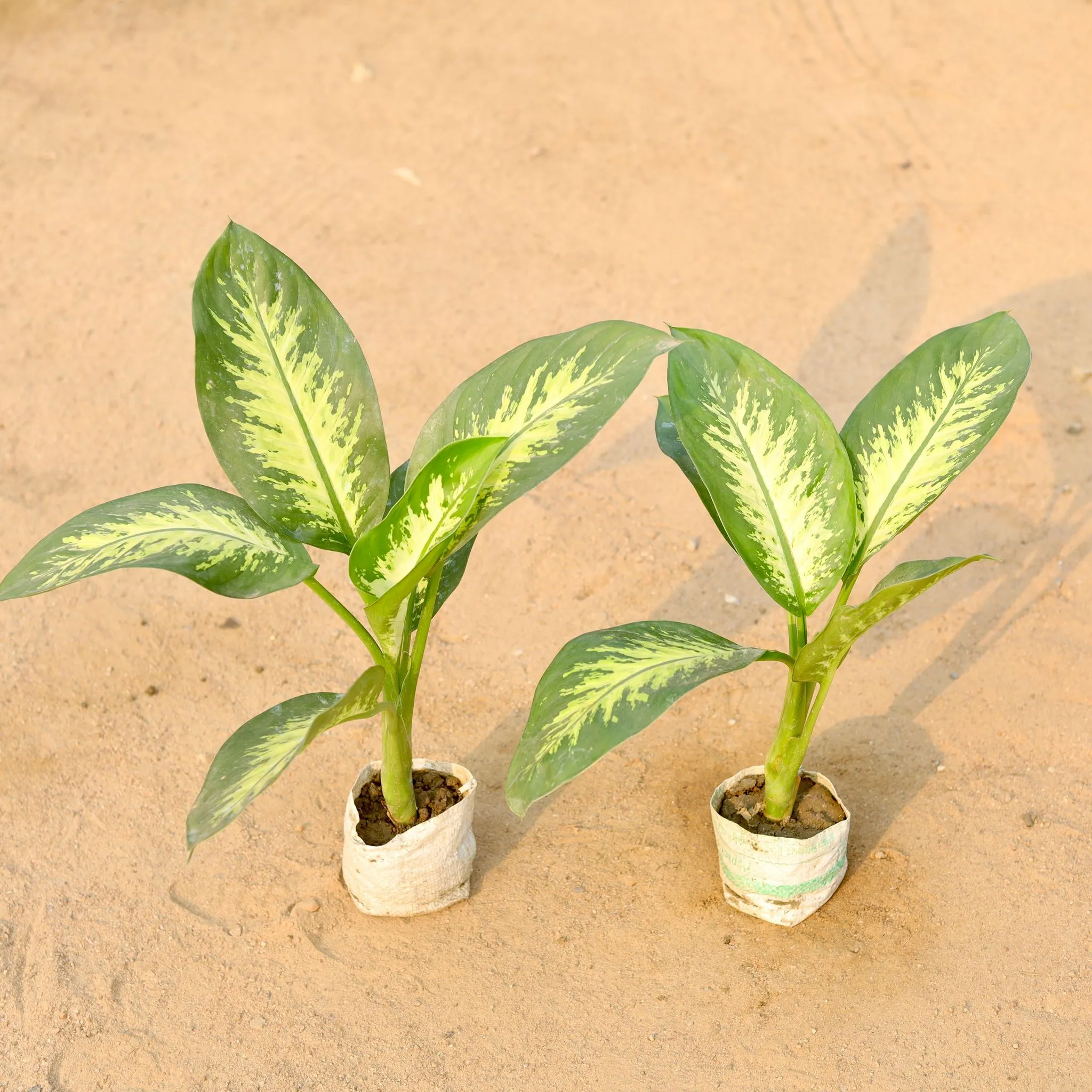 Set of 2 - Dieffenbachia Seguine in 5 Inch Nursery Bag