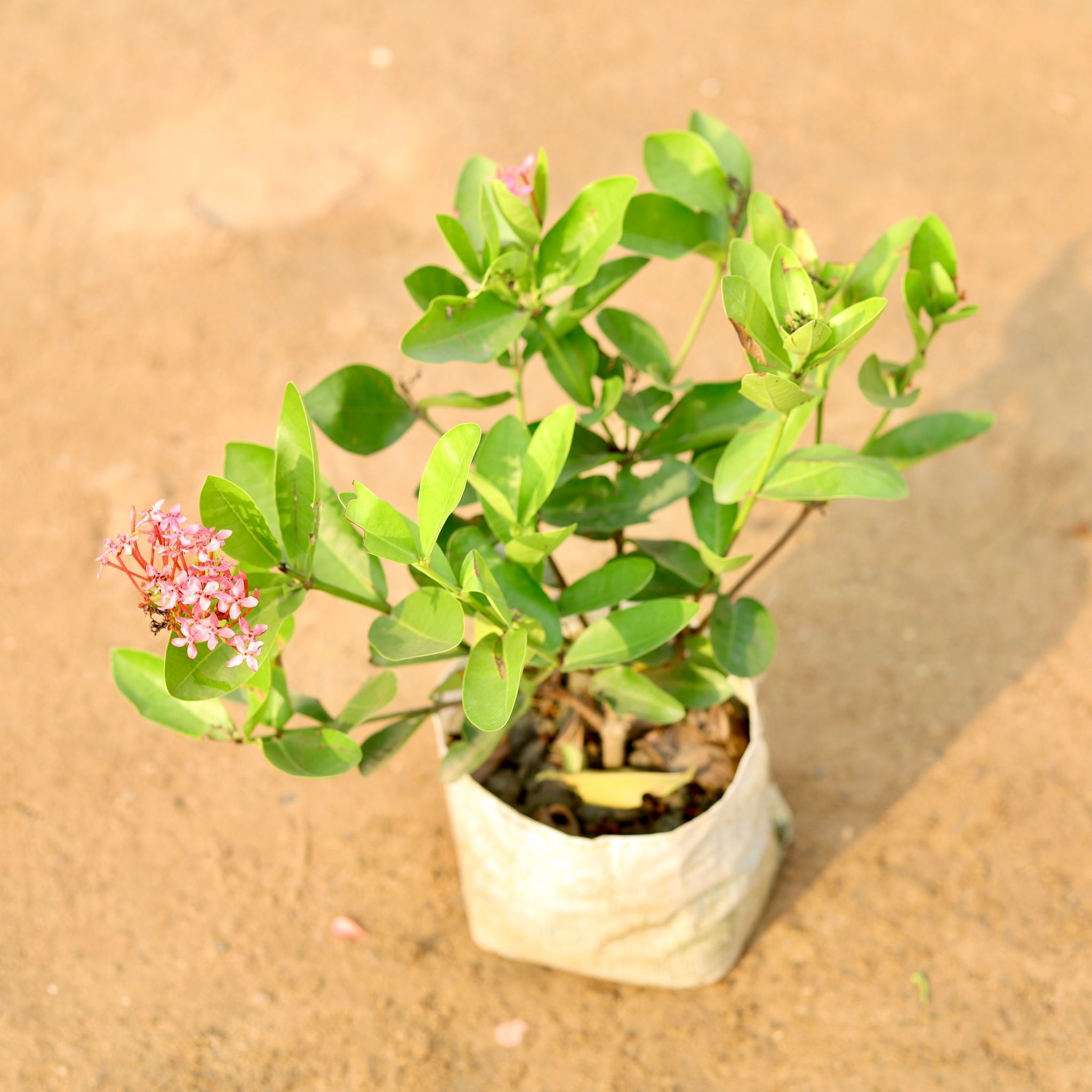 Ixora Pink in 6 Inch Nursery Bag