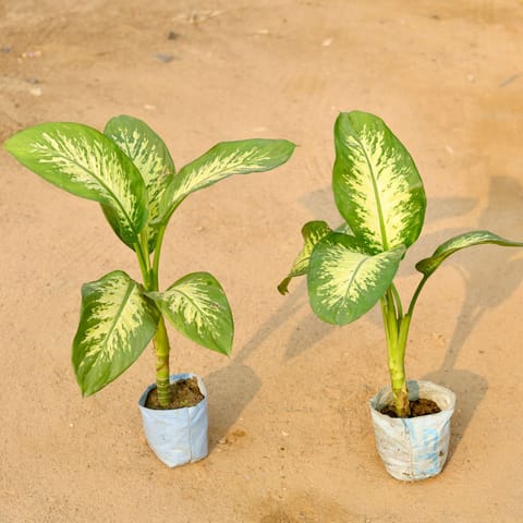 Set of 2 - Dieffenbachia in 5 Inch Nursery Bag