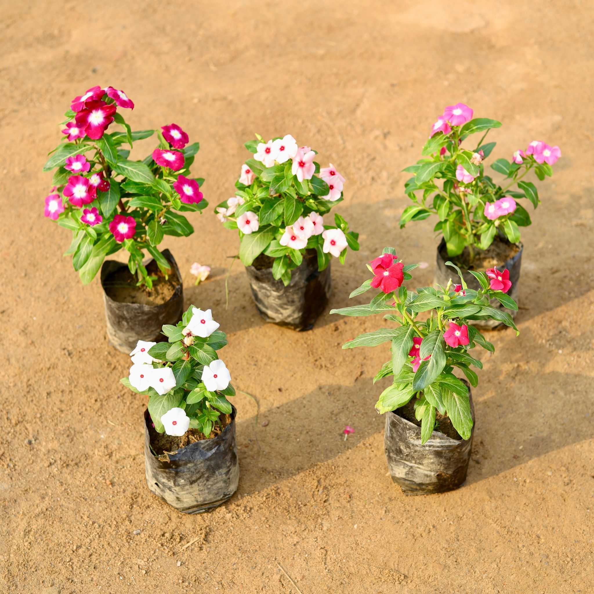 Set of 5 - Vinca / Periwinkle / Sadabahar Hybrid (any colour) in 4 Inch Nursery Bag