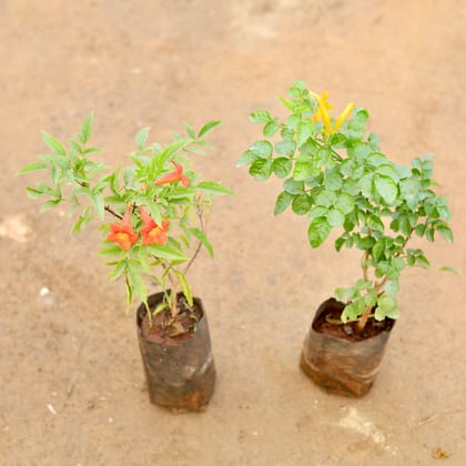 Buy Set of 2 - Tecoma Compensis Orange & Yellow Pune Variety in 4 Inch Nursery Bag Online | Urvann.com