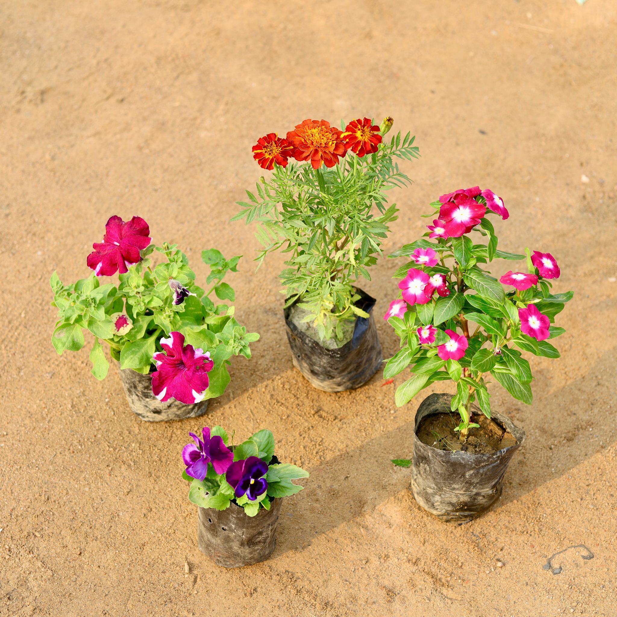 Set of 4 - Petunia, Marigold / Genda French, Vinca / Sadabahar Hybrid & Pansy (any colour) in 4 Inch Nursery Bag