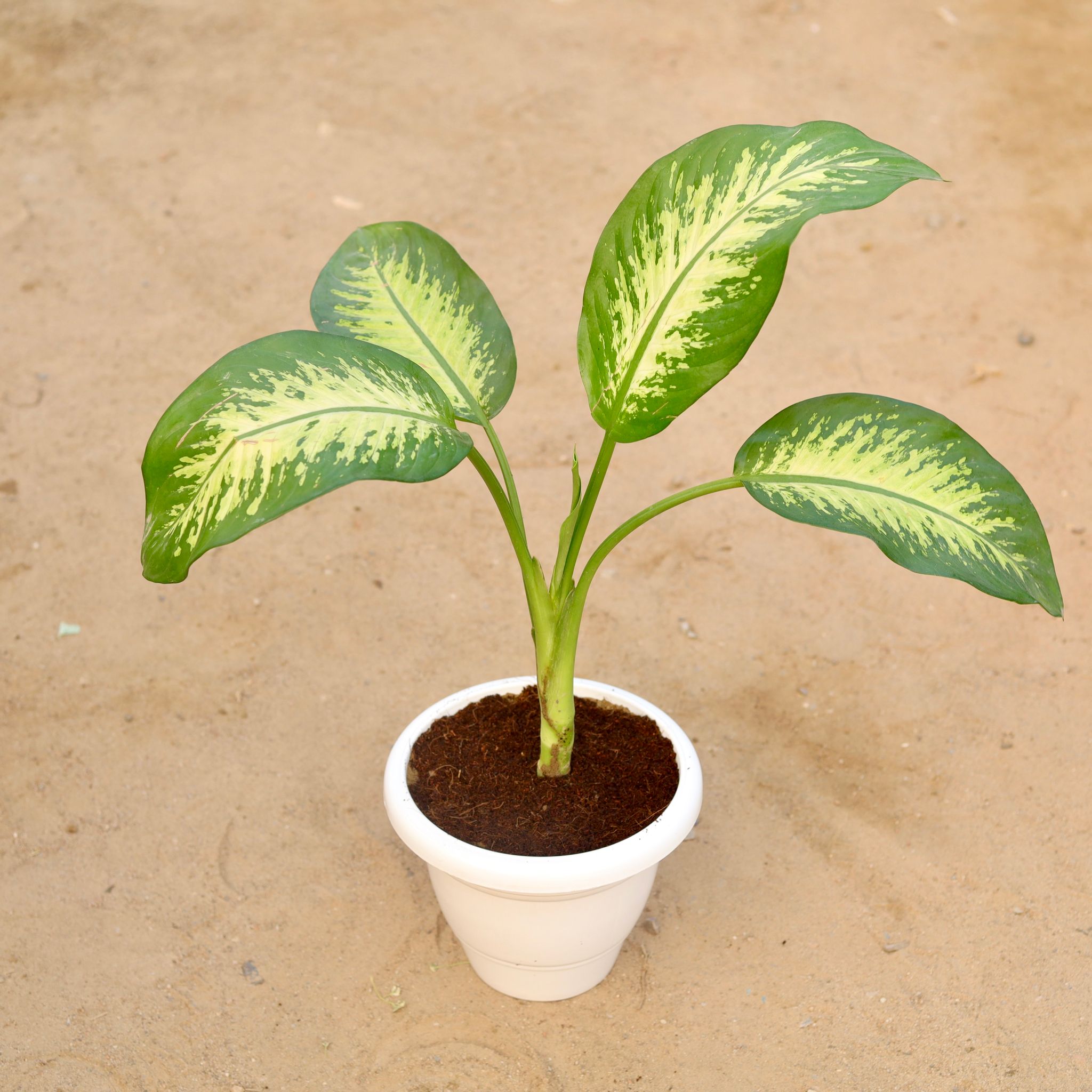 Dieffenbachia Seguine in 8 Inch Classy White Plastic Pot