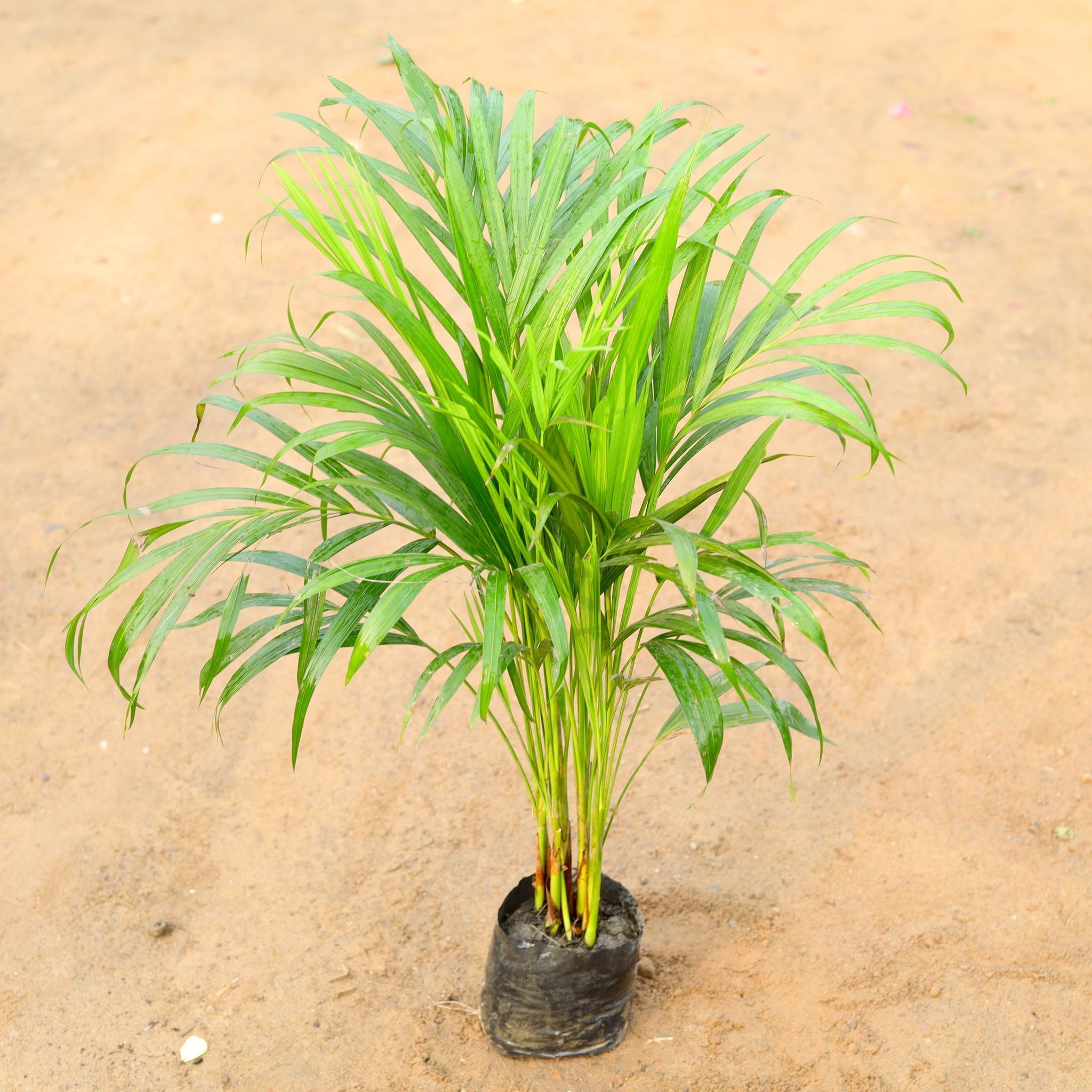 Dwarf Areca Palm (~ 2 Ft) in 5 Inch Nursery Bag