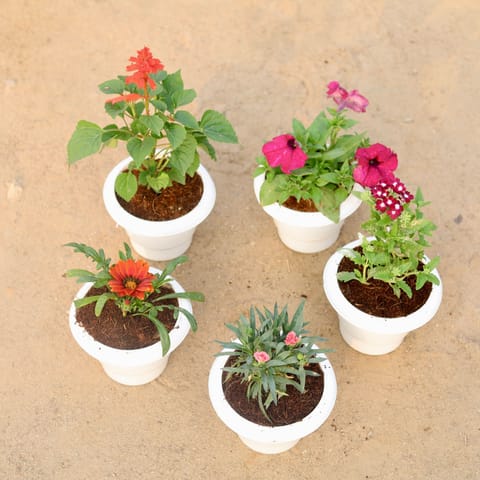 Cozy Blooming Corner Combo - Set of 5 - Salvia, Petunia, Gazania, Carnation & Verbena (any colour) in 6 Inch Classy White Plastic Pot