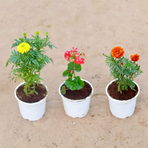 Set of 3 - Marigold / Genda Yellow, Geranium & Marigold / Genda French (any colour) in 6 Inch White Nursery Pot