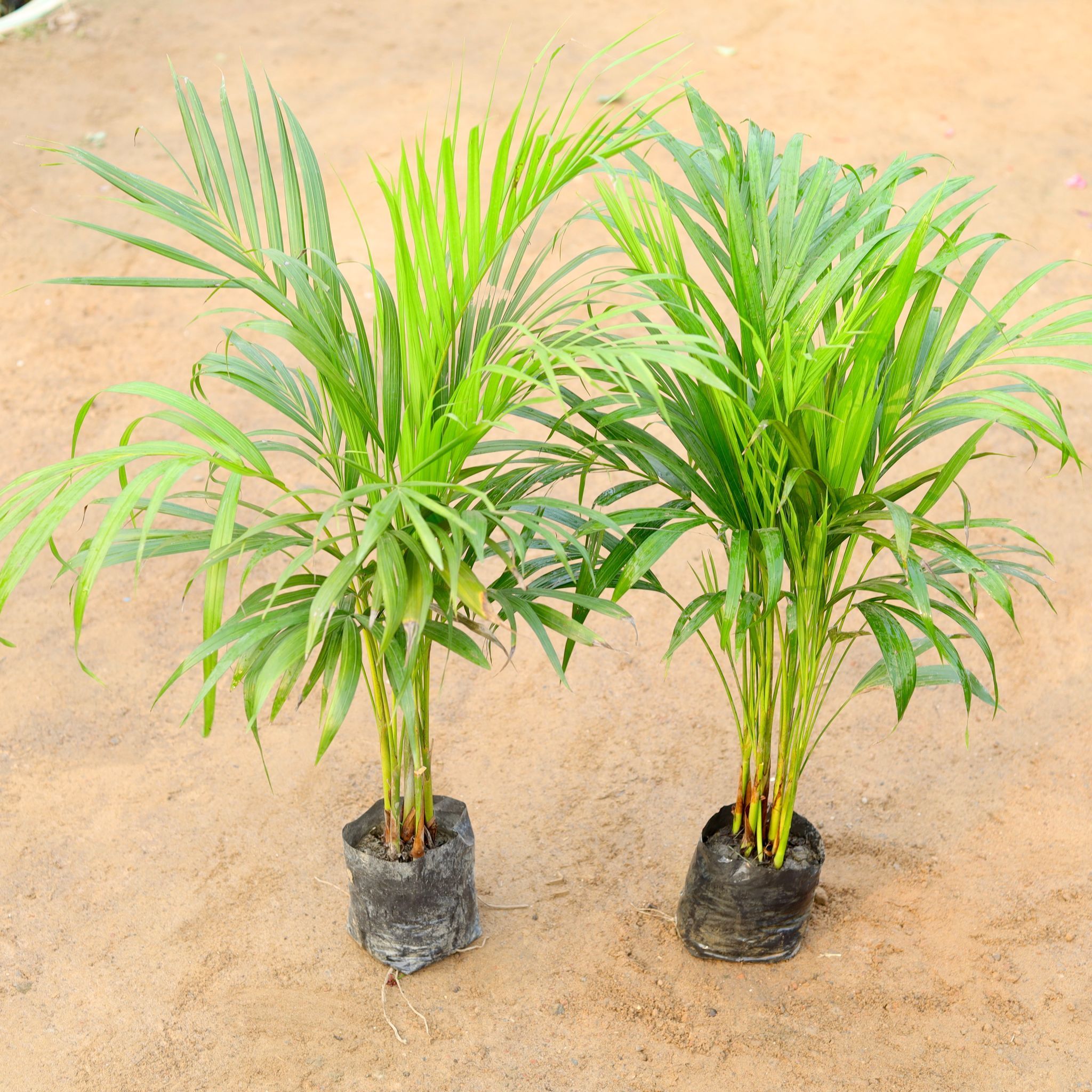 Set of 2 - Areca Palm dwarf (~ 3 Ft) in 5 Inch Nursery Bag