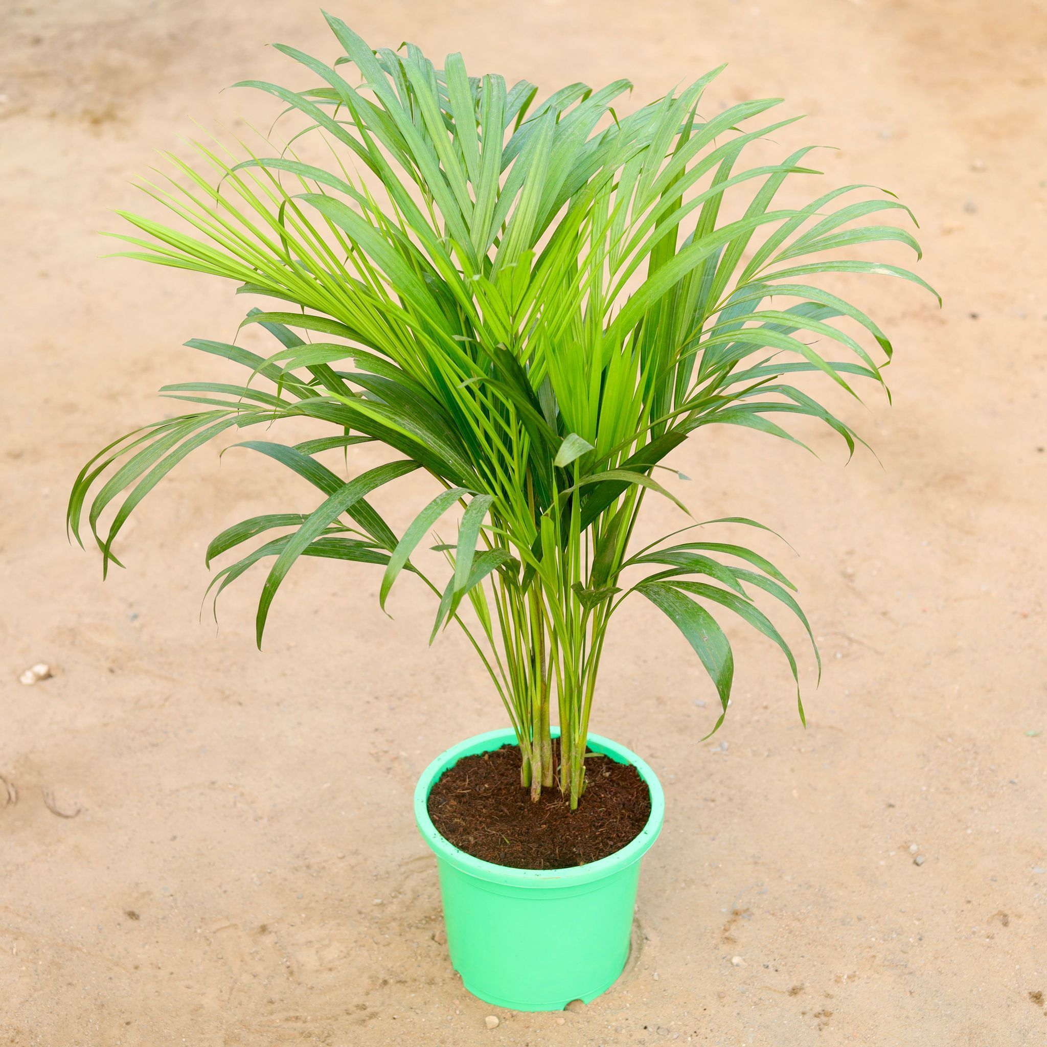 Areca Palm in 9 Inch Colorful Nursery Pot (any colour)