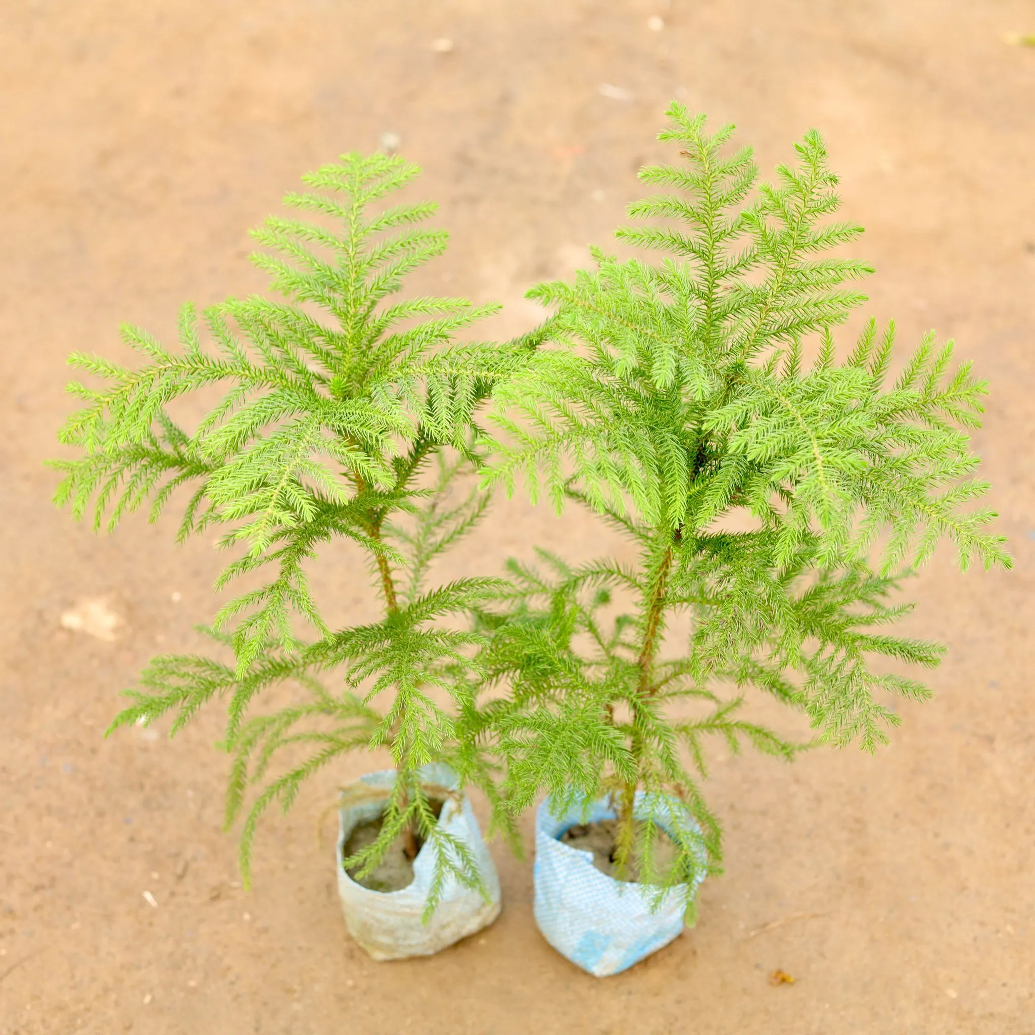 Set of 2 - Araucaria / Christmas Tree in 5 Inch Nursery Bag