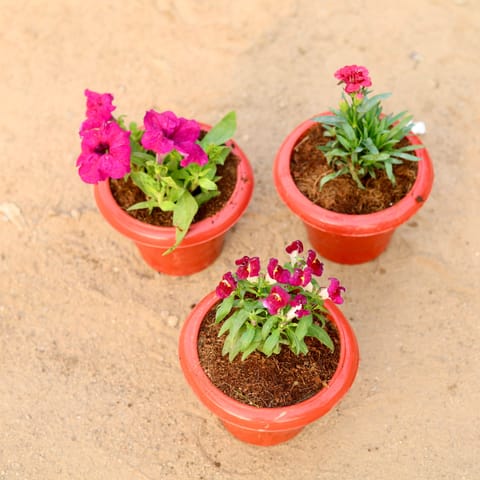 Set of 3 - Petunia, Carnation & Dog Flower (any colour) in 6 Inch Classy Red Plastic Pot