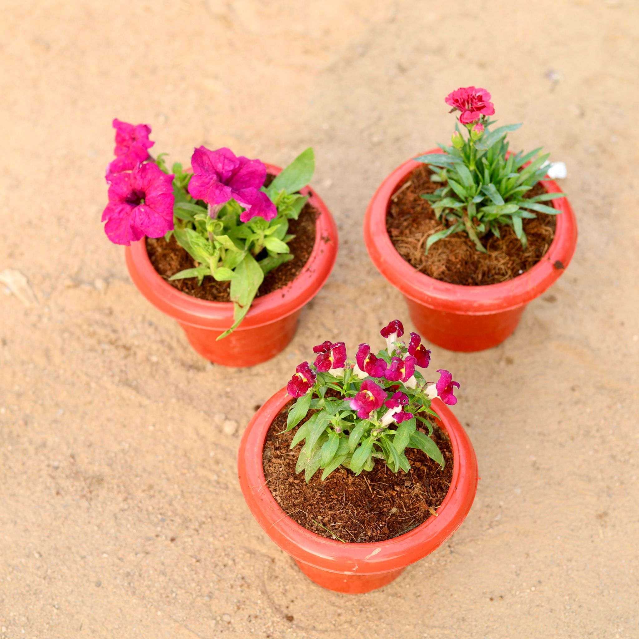 Set of 3 - Petunia, Carnation & Dog Flower (any colour) in 6 Inch Classy Red Plastic Pot