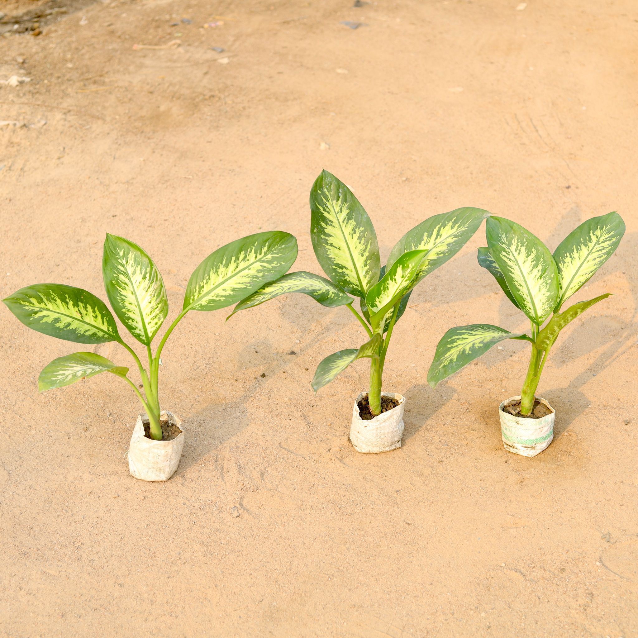 Set of 3 - Dieffenbachia Seguine in 5 Inch Nursery Bag