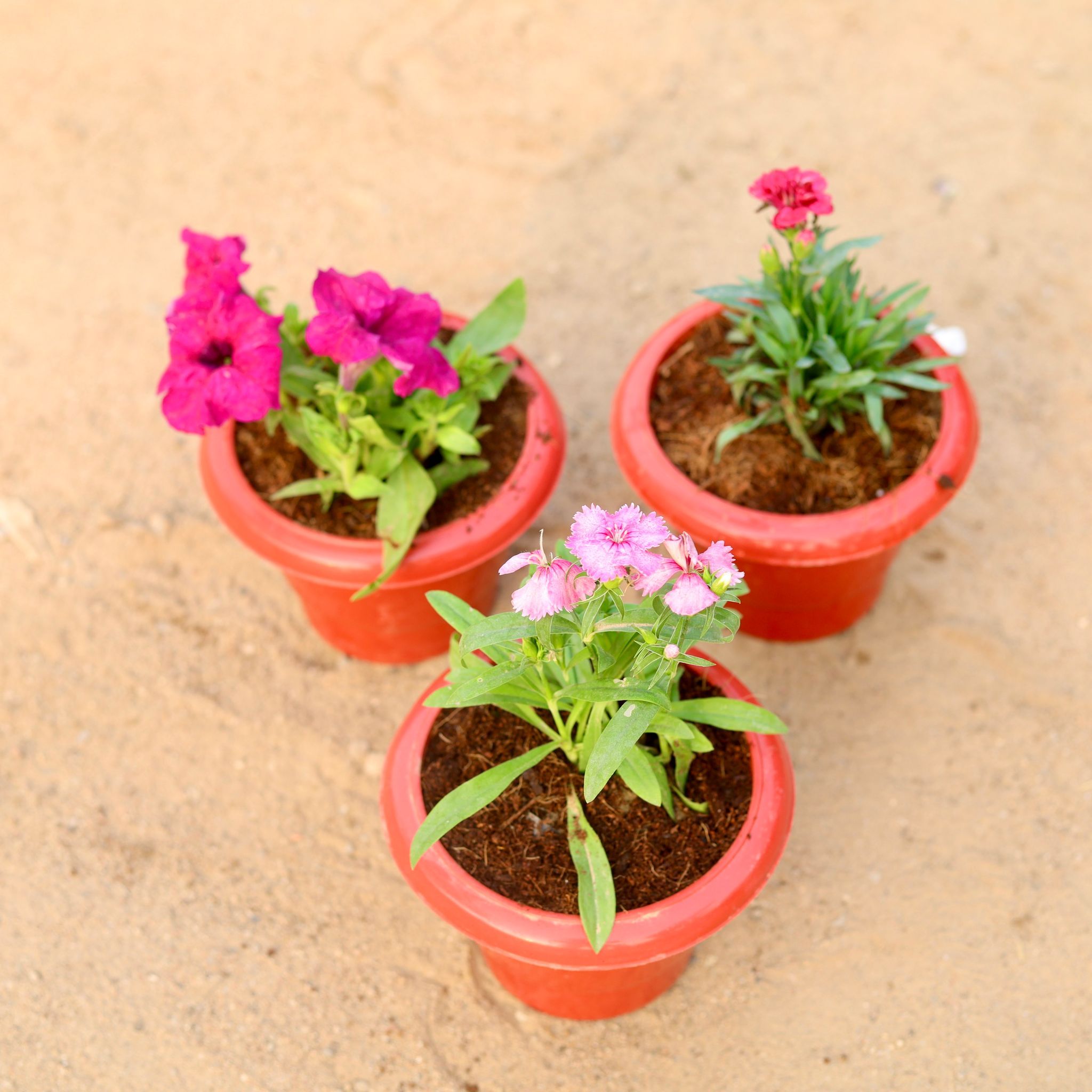 Set of 3 - Petunia, Carnation & Dog Flower (any colour) in 6 Inch Classy Red Plastic Pot