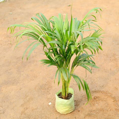 Areca Palm bushy (~ 3 Ft) in 6 Inch Nursery Bag