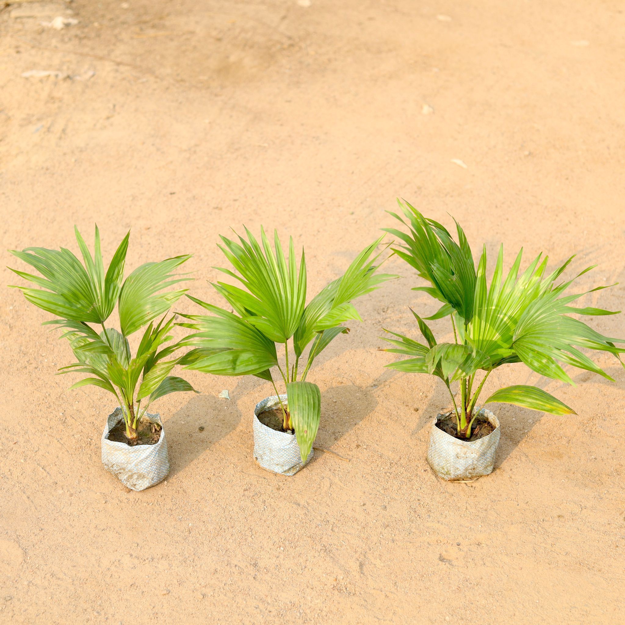 Set of 3 - China Palm / Fan Palm in 5 Inch Nursery Bag