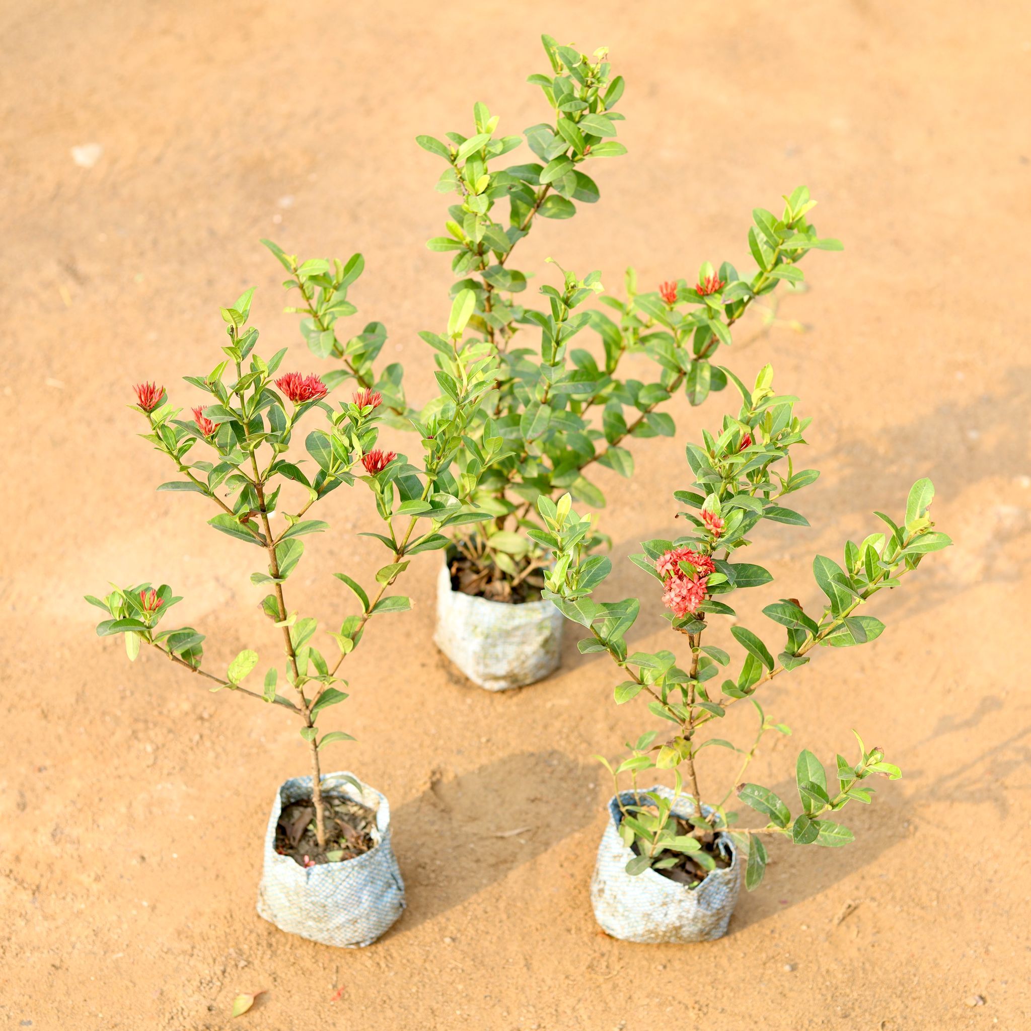 Set of 3 - Chinese Ixora / Dwarf Ixora Red in 4 Inch Nursery Bag