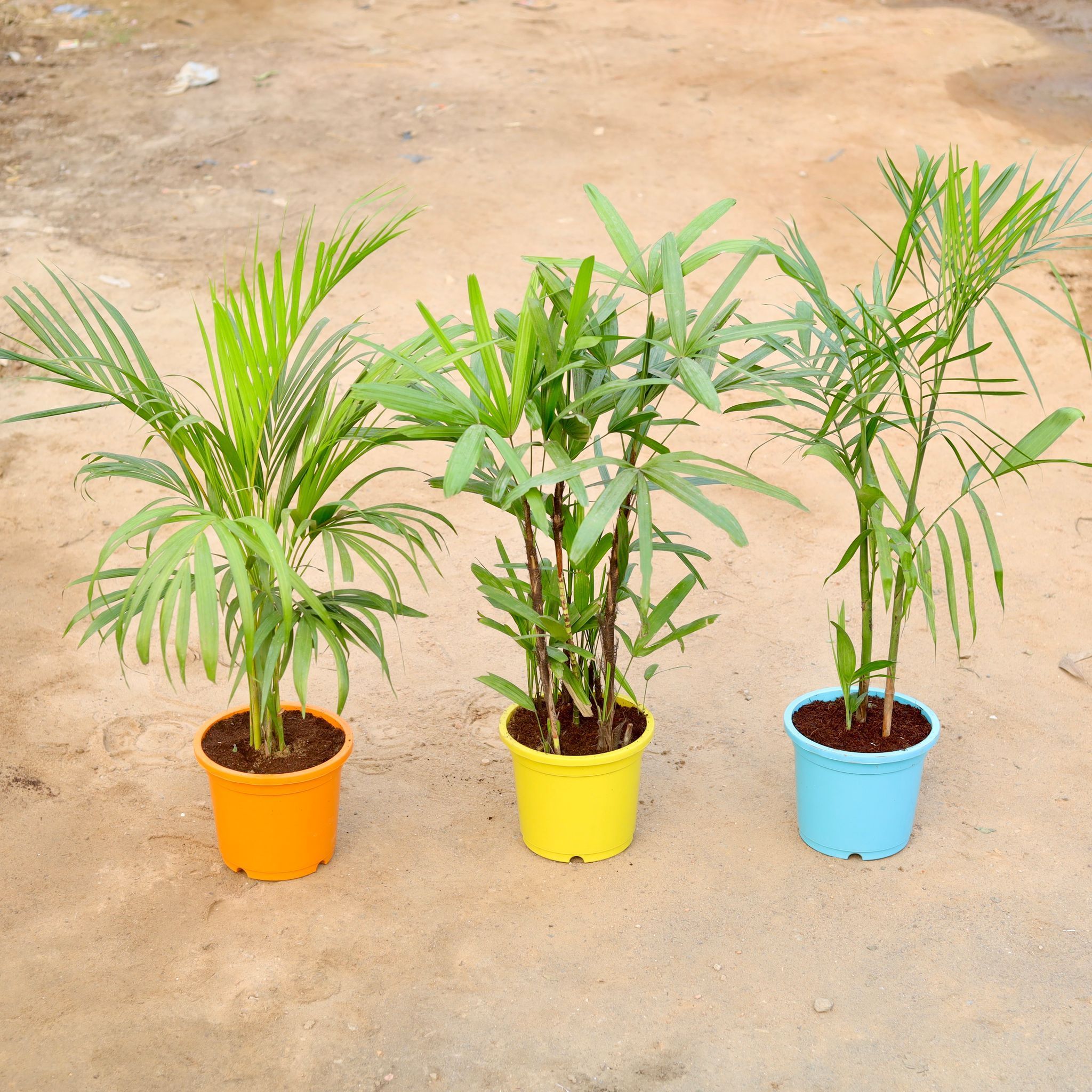 Set of 3 - Areca Palm, Rhapis Palm & Bamboo / Cane Palm in 9 Inch Colourful Nursery Pot