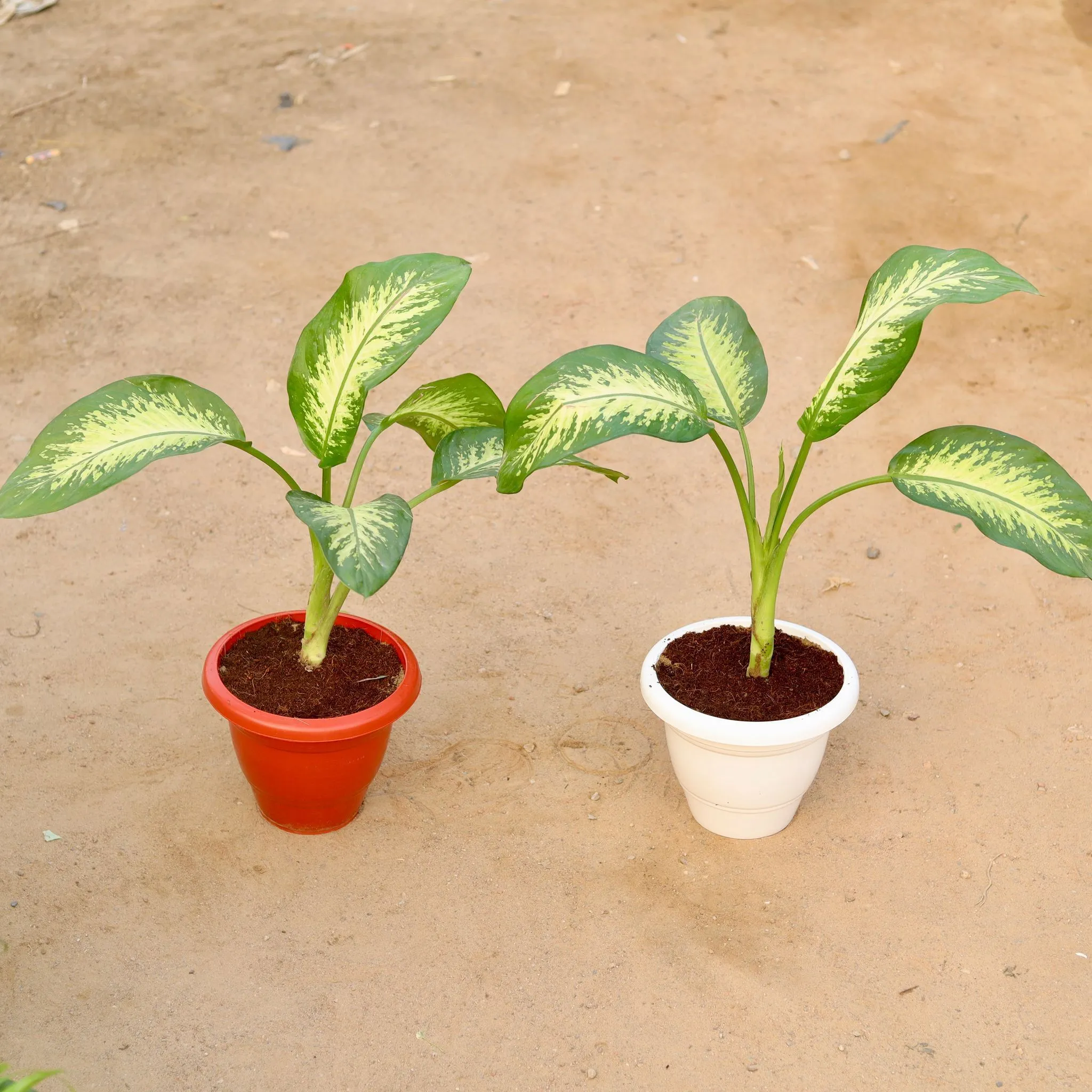 Set of 2 - Dieffenbachia Seguine in 10 Inch Classy Plastic Pot (any colour)