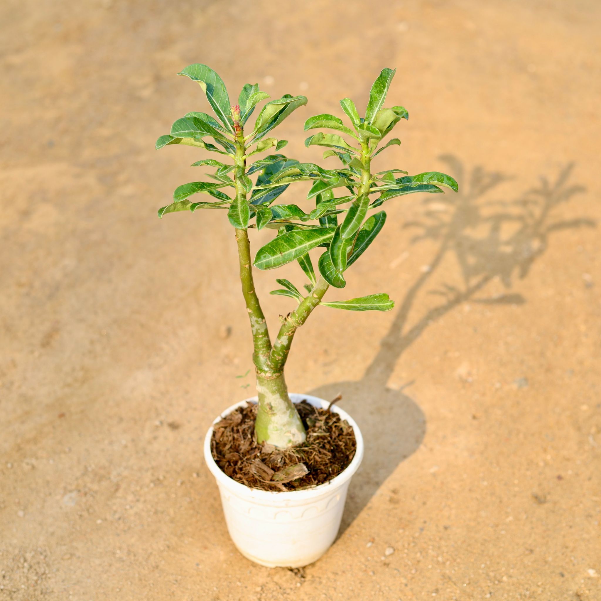 Adenium Grafted / Dessert Rose (any colour) in 5 Inch Nursery Pot