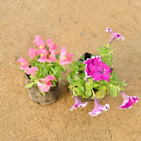 Set of 2 - Dog Flower & Petunia (any colour) in 4 Inch Nursery Bag