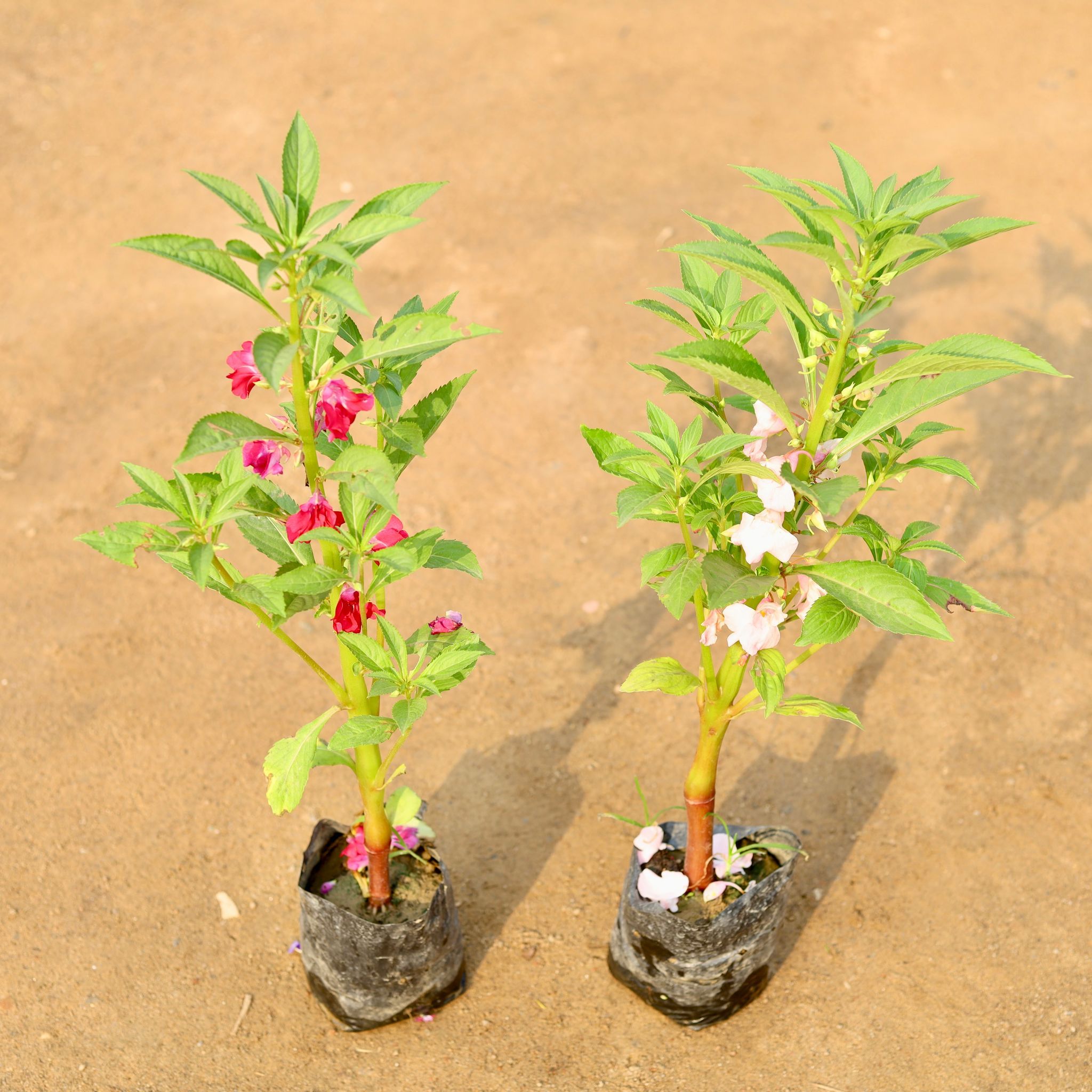 Set of 2 - Balsam / Balsamina (any colour) in 4 Inch Nursery Bag