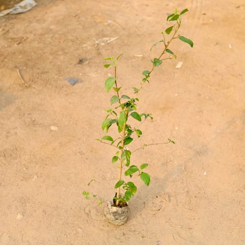 Hibiscus Pink Desi in 4 Inch Nursery Bag