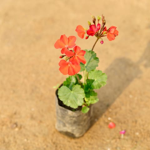 Geranium (any colour) in 4 Inch Nursery Bag