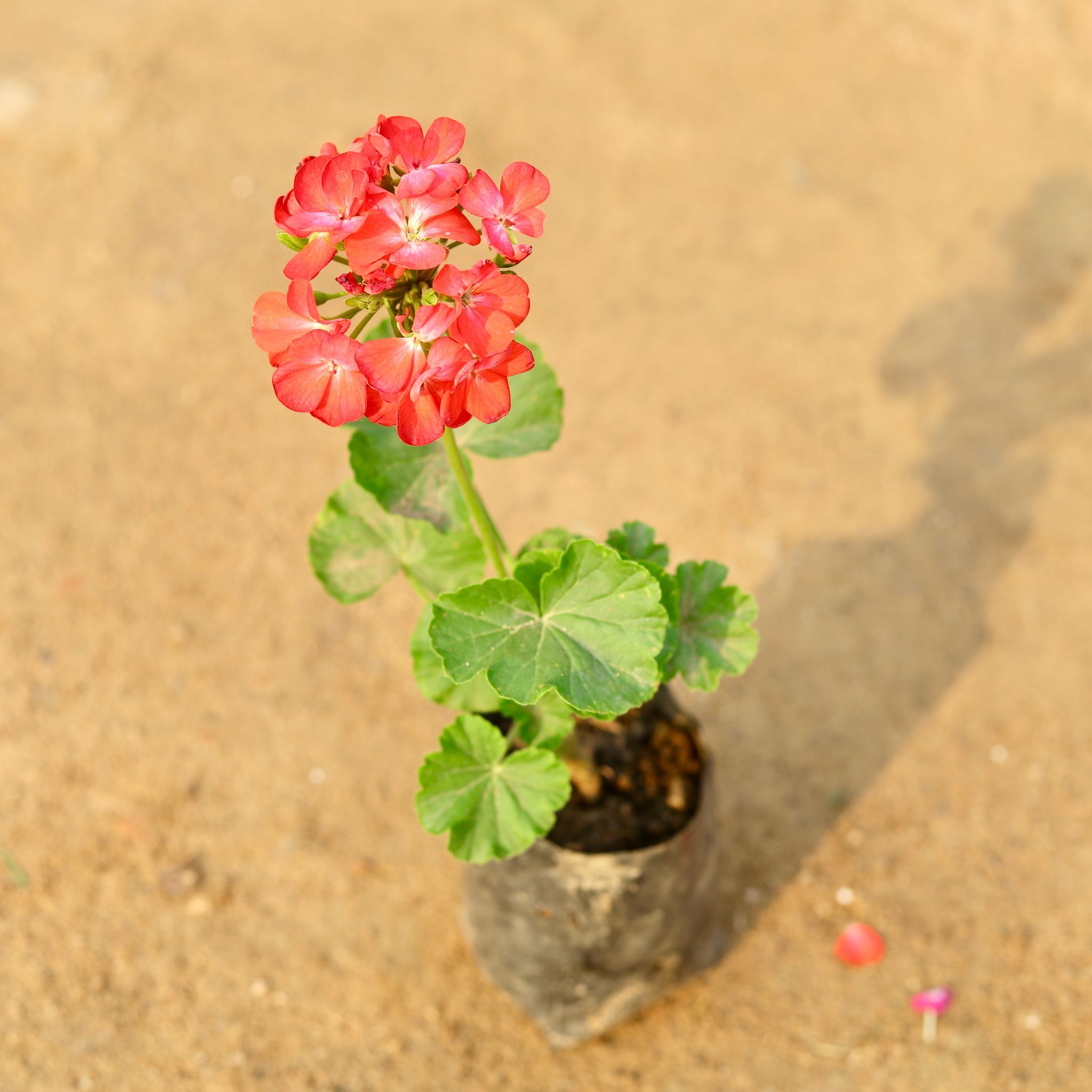 Geranium (any colour) in 4 Inch Nursery Bag