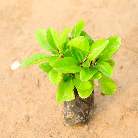 Patharchatta Medicinal Plant in 4 Inch Nursery Bag