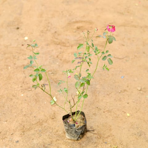 Desi Rose red / pink in 4 Inch Nursery Bag