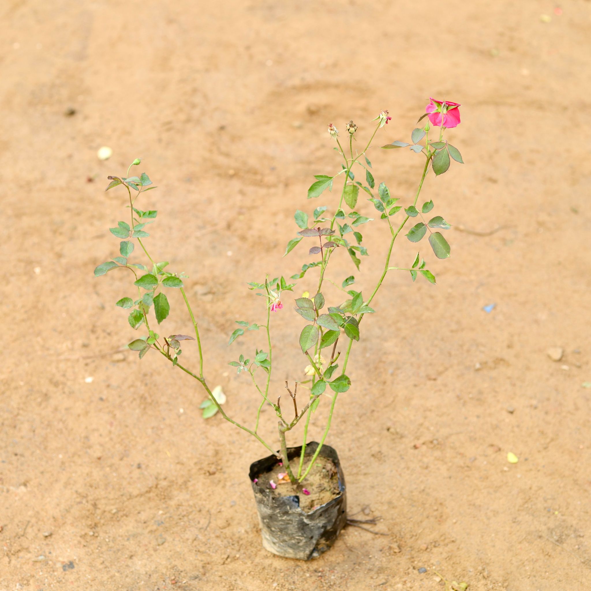 Desi Rose red / pink in 4 Inch Nursery Bag