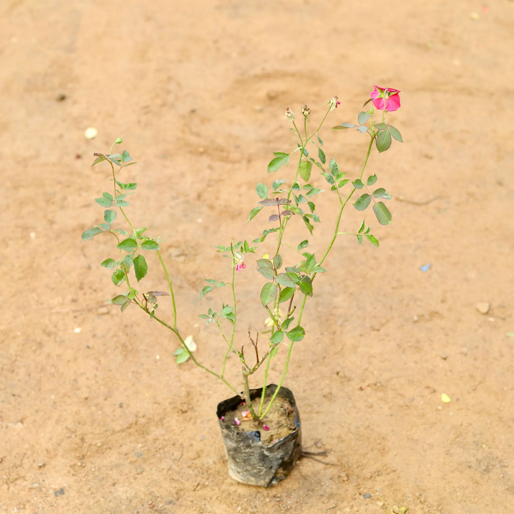 Desi Rose red / pink in 4 Inch Nursery Bag