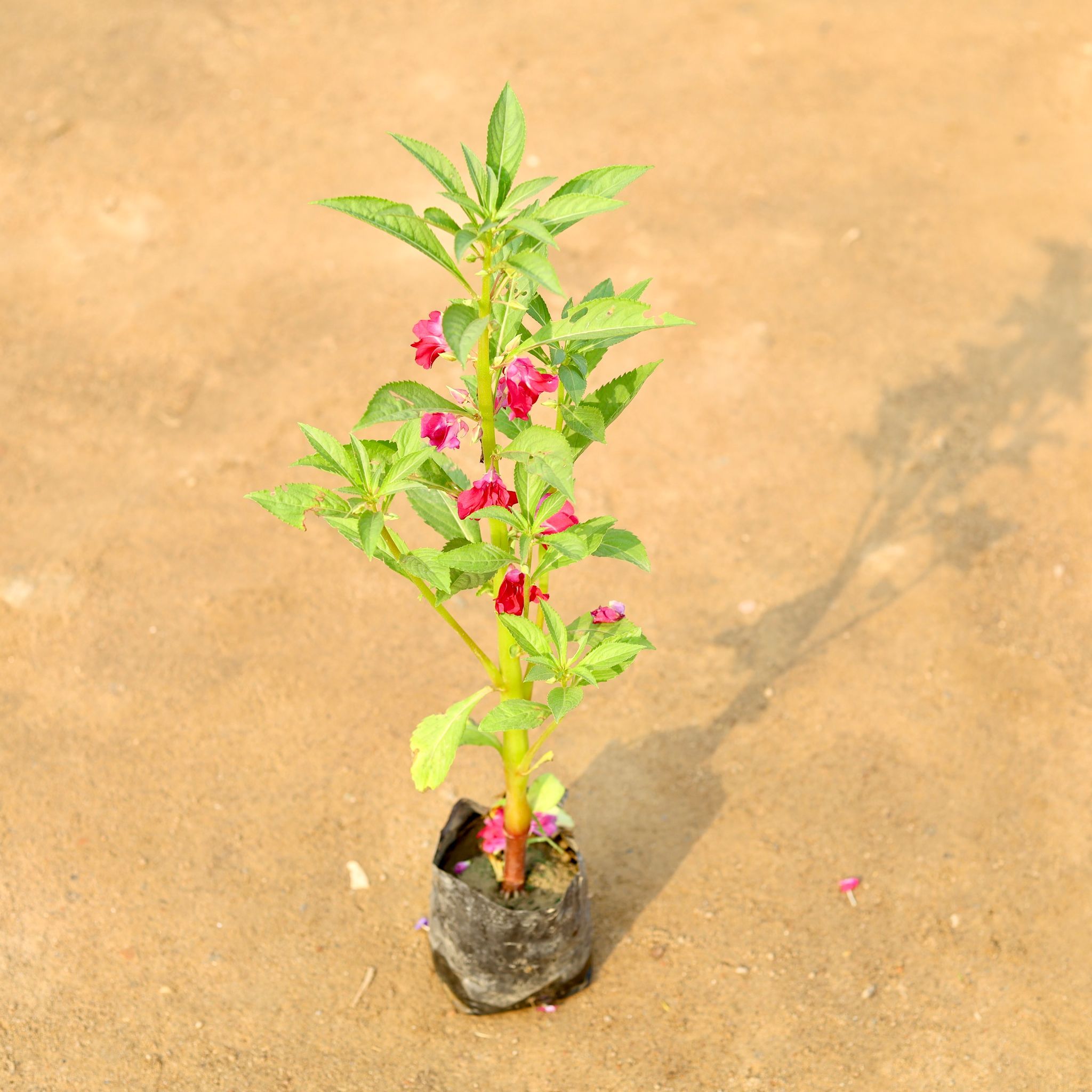 Balsam / Balsamina (any colour) in 4 Inch Nursery Bag