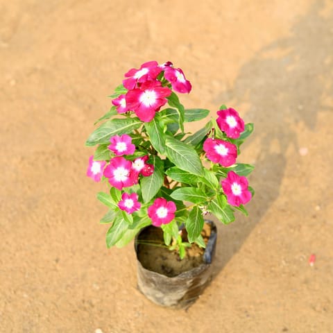 Vinca / Periwinkle / Sadabahar Hybrid (any colour) in 4 Inch Nursery Bag