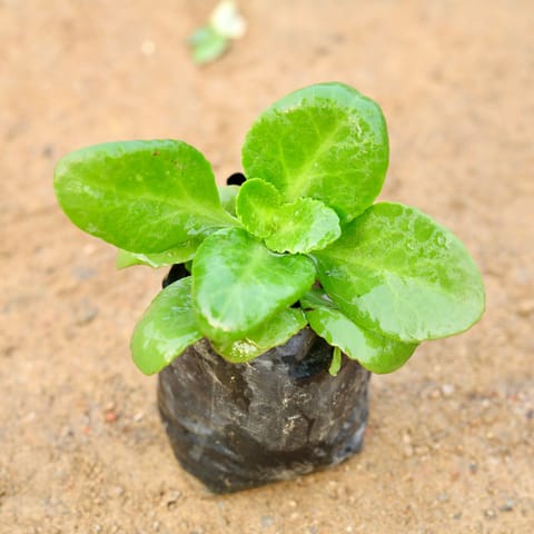 Desi Kalanchoe (any colour) in 4 Inch Nursery Bag