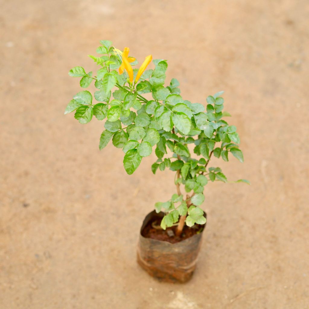 Buy Tecoma Compensis Orange Pune Variety in 4 Inch Nursery Bag Online | Urvann.com Tecoma Capensis Orange (Pune Variety) in 4 Inch Nursery Bag
