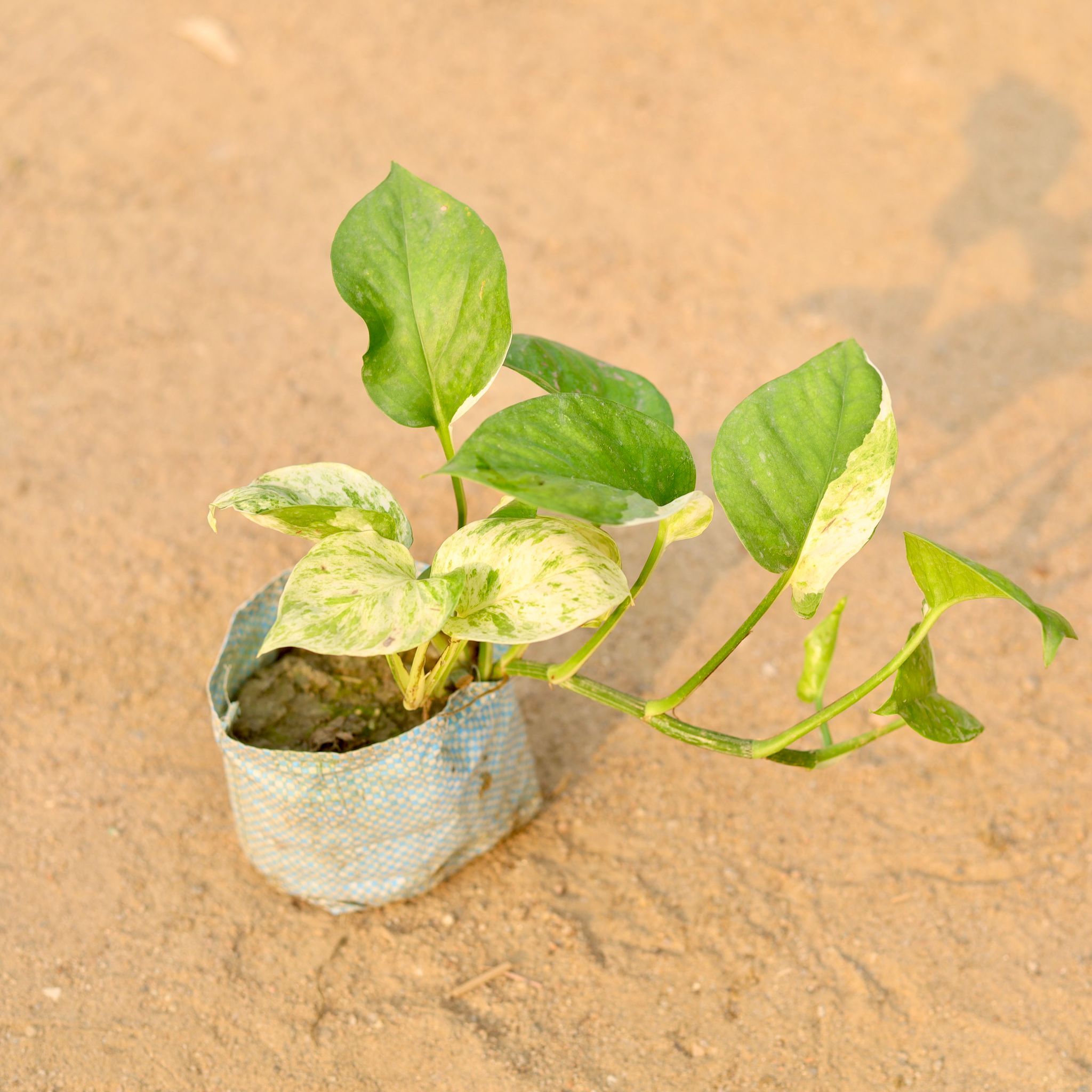 Marble Money Plant / White Pothos in 4 Inch Nursery Bag