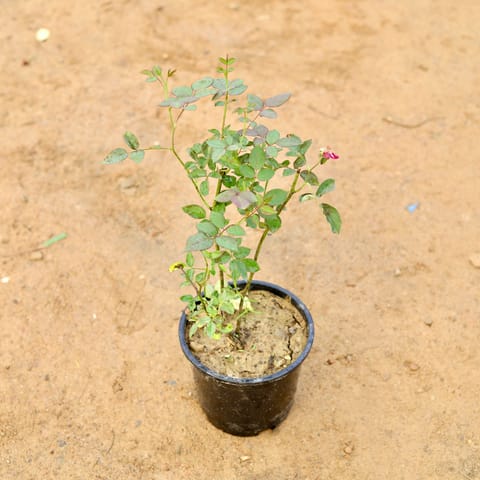 Desi Rose (any colour) in 6 Inch Nursery Pot