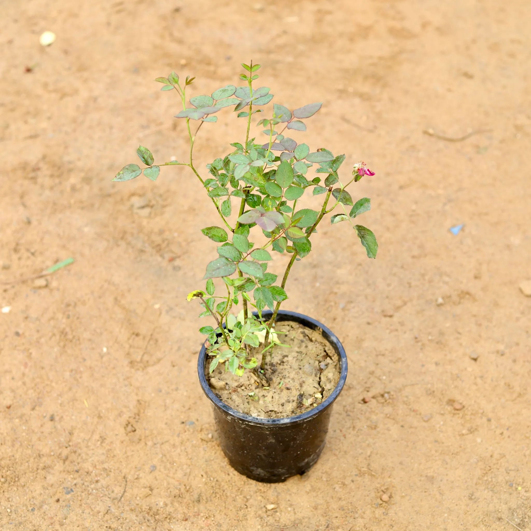 Desi Rose (any colour) in 6 Inch Nursery Pot