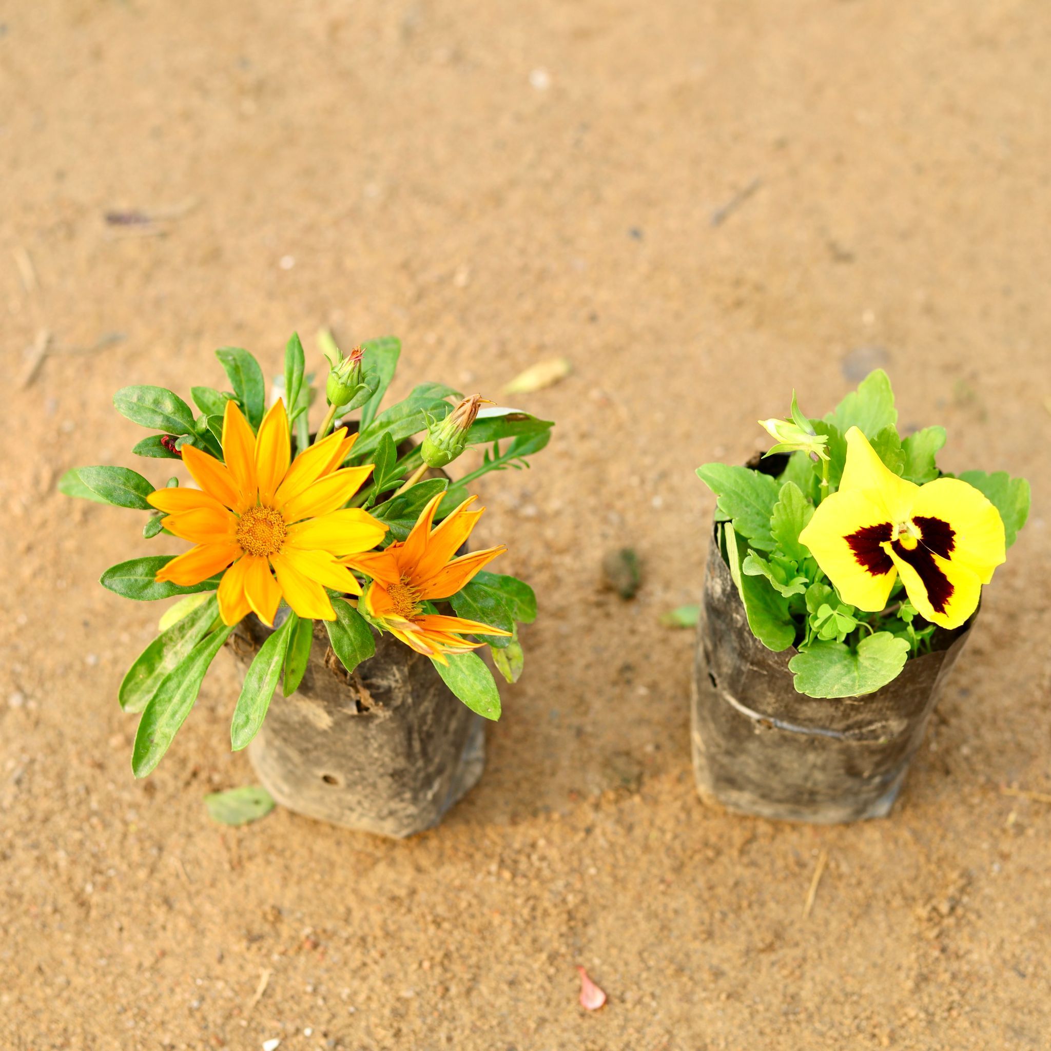 Set of 2 - Gazania & pansy (any colour) in 4 Inch Nursery Bag