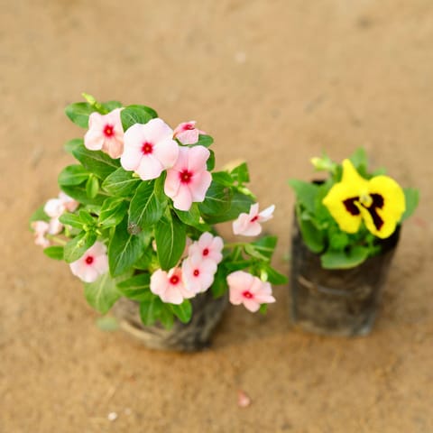 Set of 2 - Vinca / Sadabahar Hybrid & pansy (any colour) in 4 Inch Nursery Bag