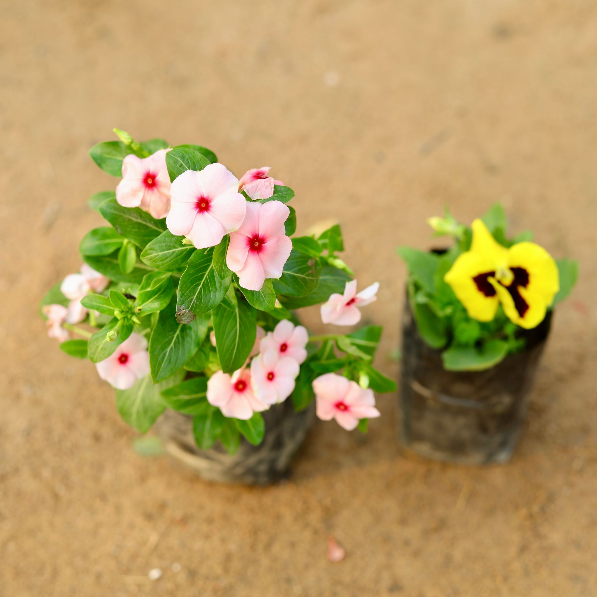 Set of 2 - Vinca / Sadabahar Hybrid & pansy (any colour) in 4 Inch Nursery Bag