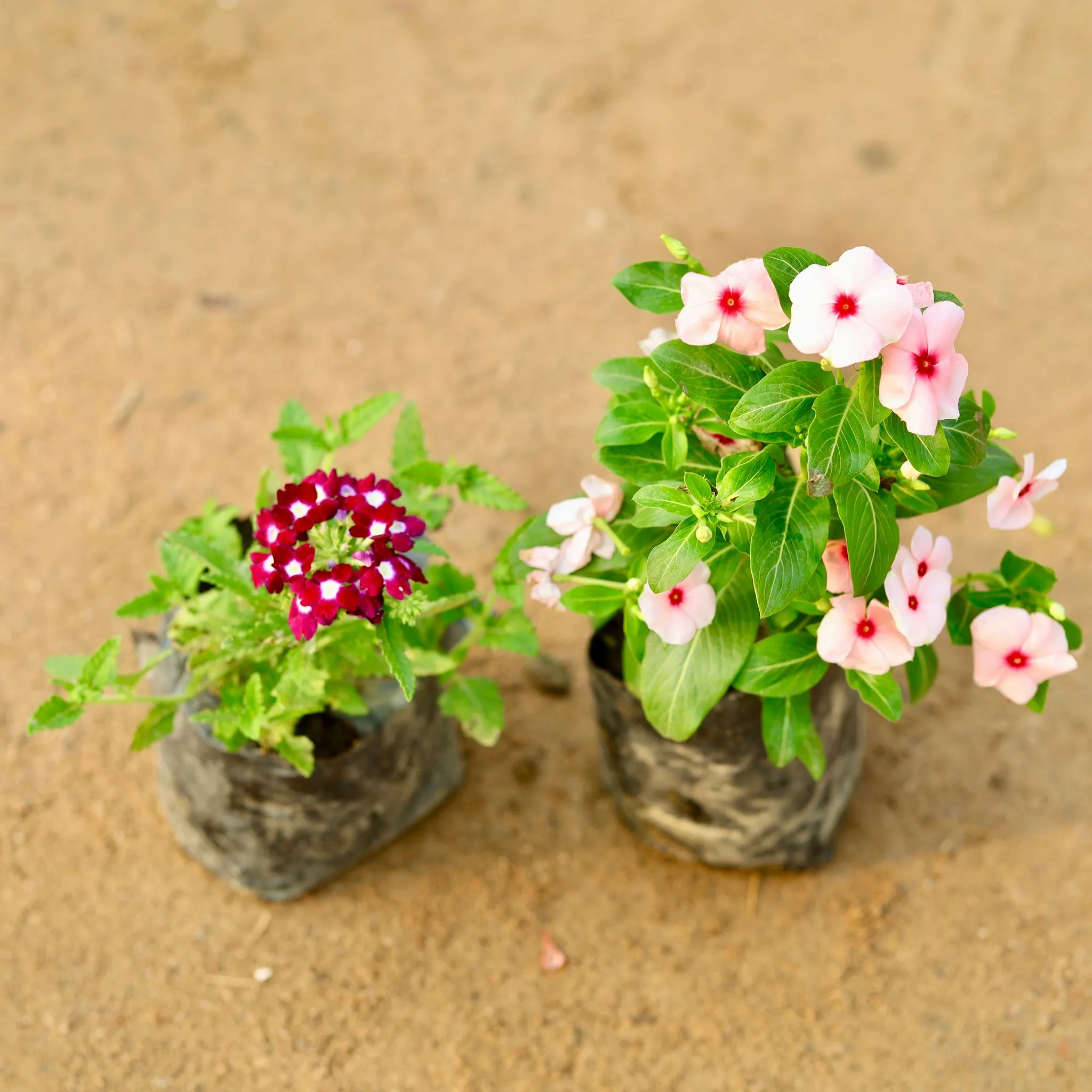 Set of 2 - Verbena & Sadabahar Hybrid (any colour) in 4 Inch Nursery Bag