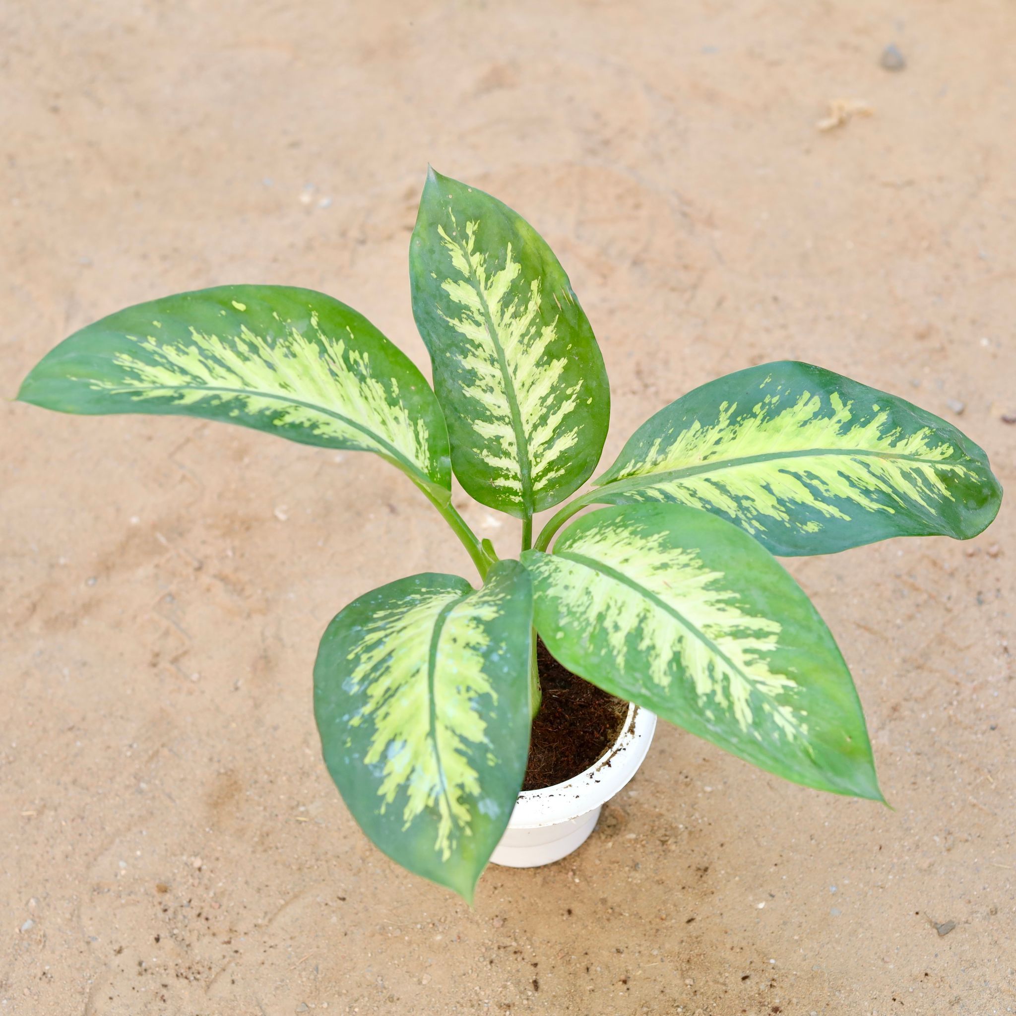 Dieffenbachia Seguine in 6 Inch Classy White Plastic Pot
