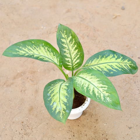 Dieffenbachia Seguine in 6 Inch Classy White Plastic Pot