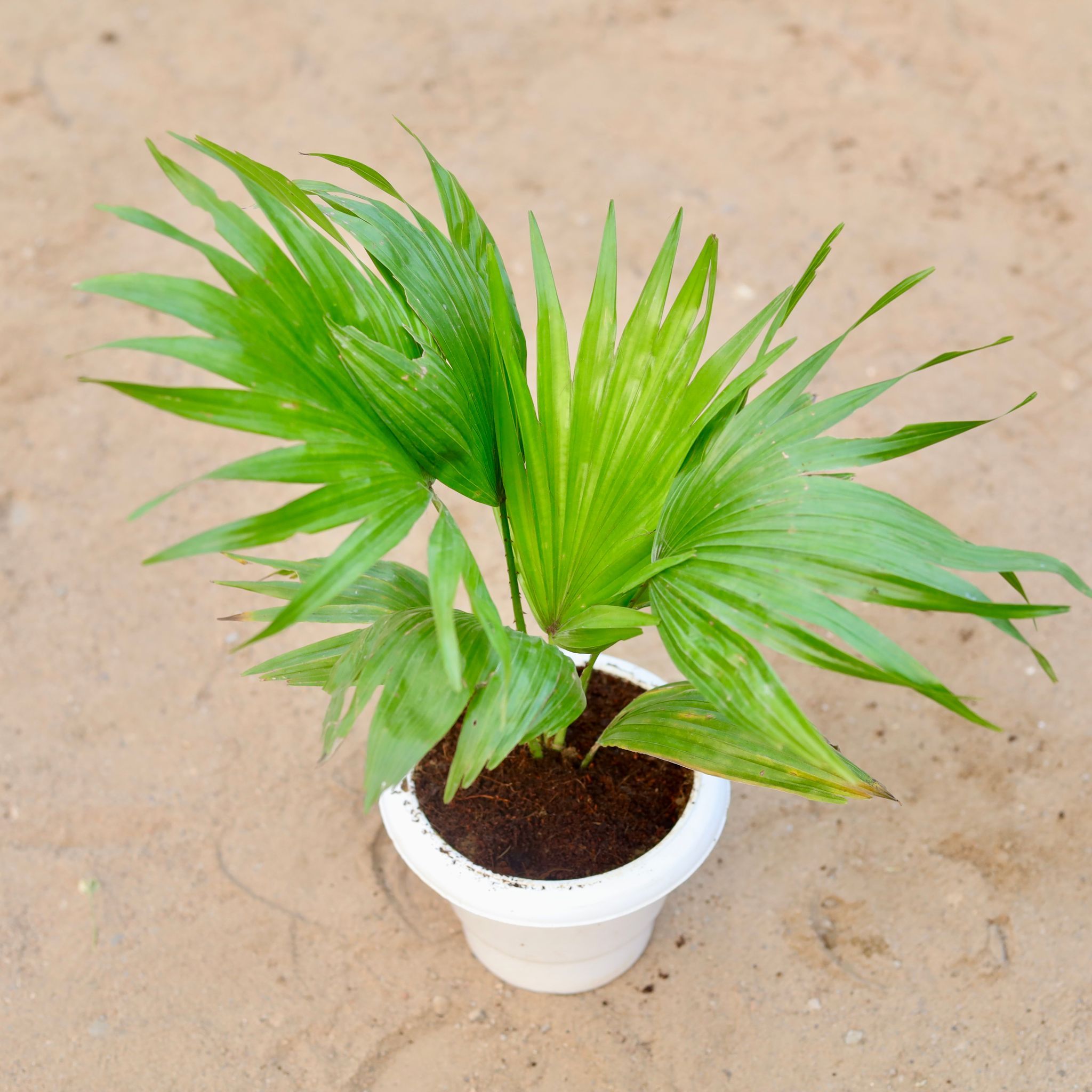 China Palm / Fan Palm in 6 Inch Classy White Plastic Pot
