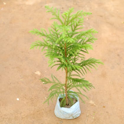 Buy Araucaria / Christmas Tree in 5 Inch Nursery Bag Online | Urvann.com